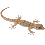 Lizard Control