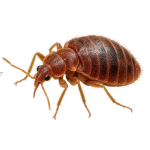 Bed Bug Control